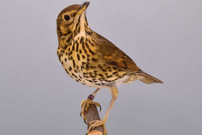 zanglijsters op beurs aarschot zondag .