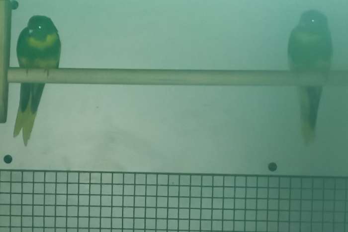 bonte roodvoorhoofd kakariki