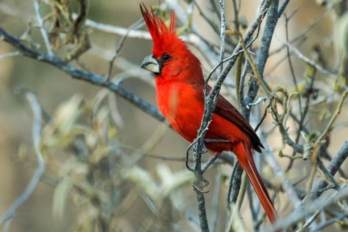 1-0 vermiljoen kardinaal man van 2023,2024 of van 2025 gezocht.