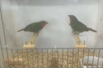 roodkoppapegaaiamadine