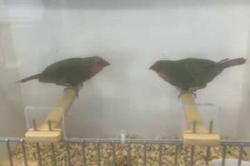 roodkoppapegaaiamadine