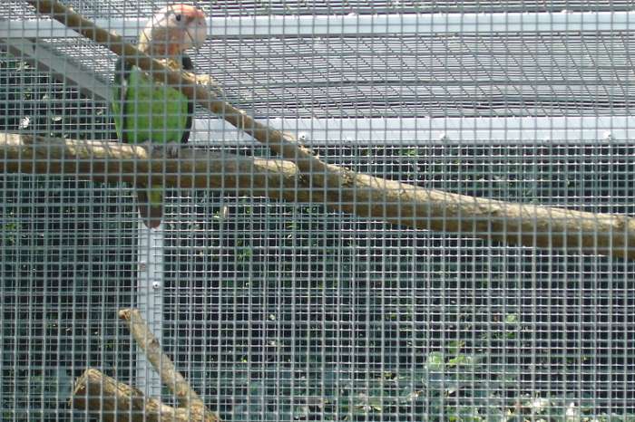 poicephalus f.suahelicus / kaapse papegaai.