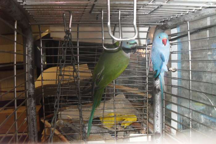 nu thuis div parkieten