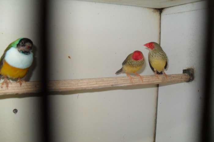 vele tropische vogeltjes