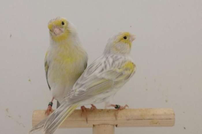 geel agaat opaal mozaiek