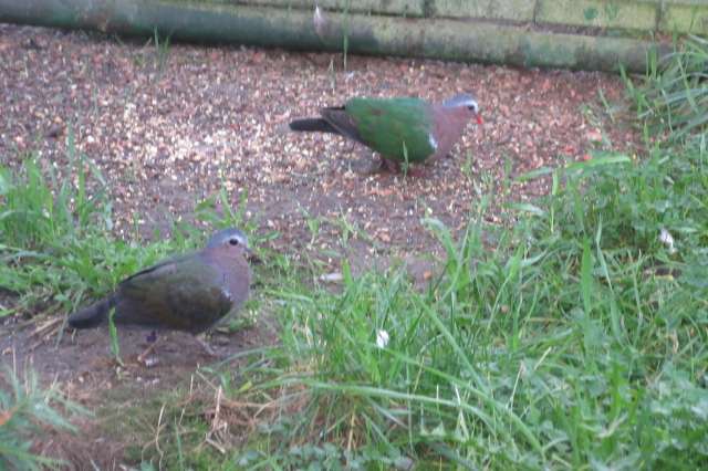 twee doffers groenvleugel en drie vredes duifjes