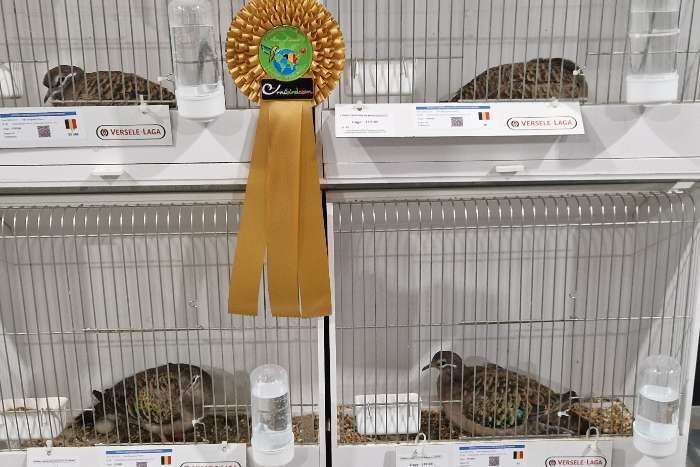 dernier couple colombe lumachelle champion du monde