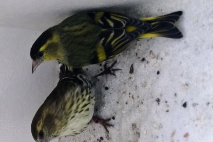 europese sijzen 2024