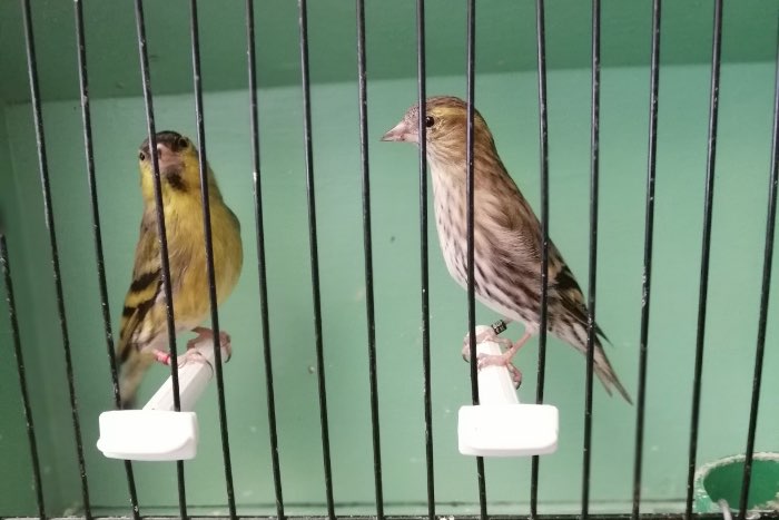 sijs wildkleur koppels tt kwaliteit