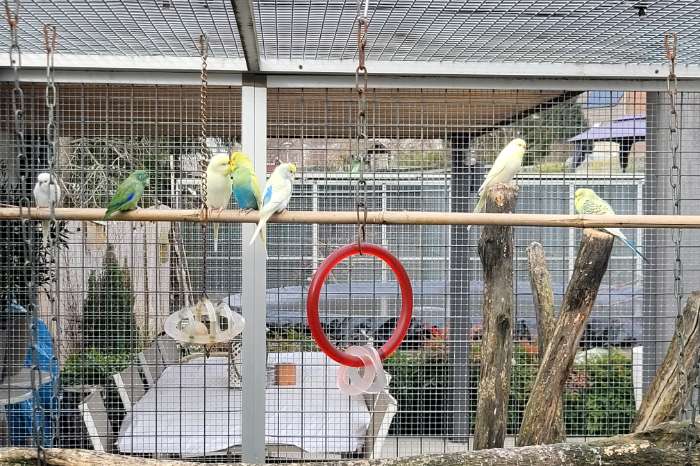 te koop 6 grasparkietjes