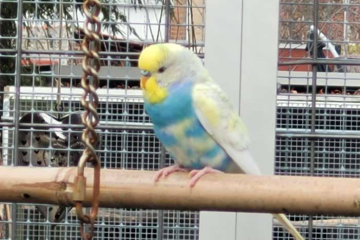 te koop 6 grasparkietjes