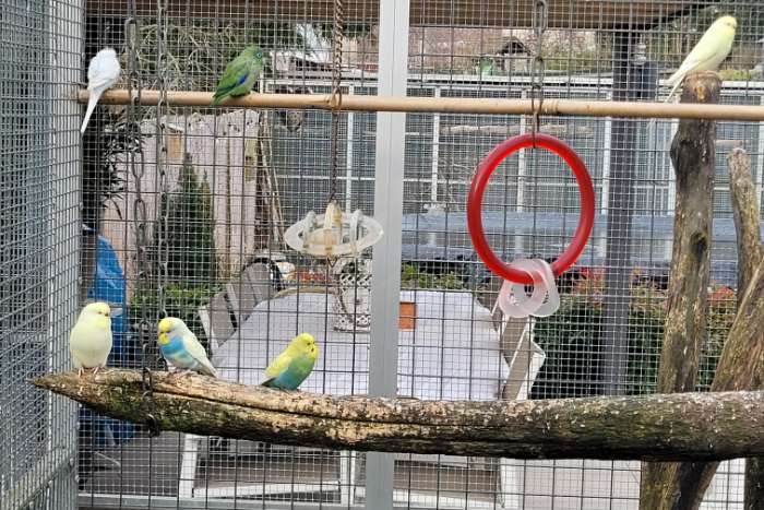 te koop 6 grasparkietjes