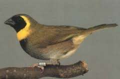 ### 1 - 0 kleine cubavink ek 2025 ###