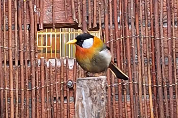 zilveroor nachtegalen