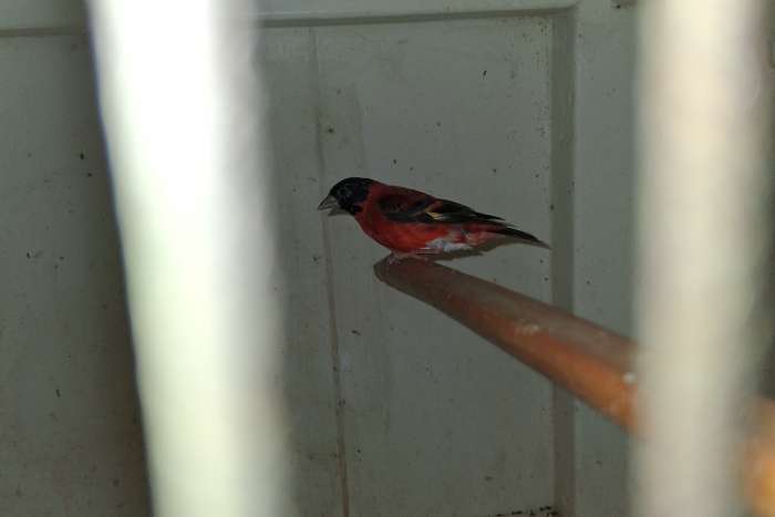 koppel kapoetsensijzen