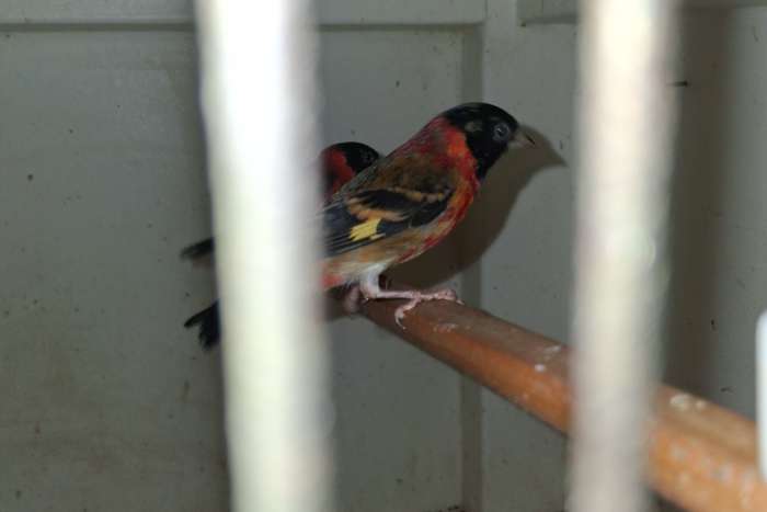 koppel kapoetsensijzen