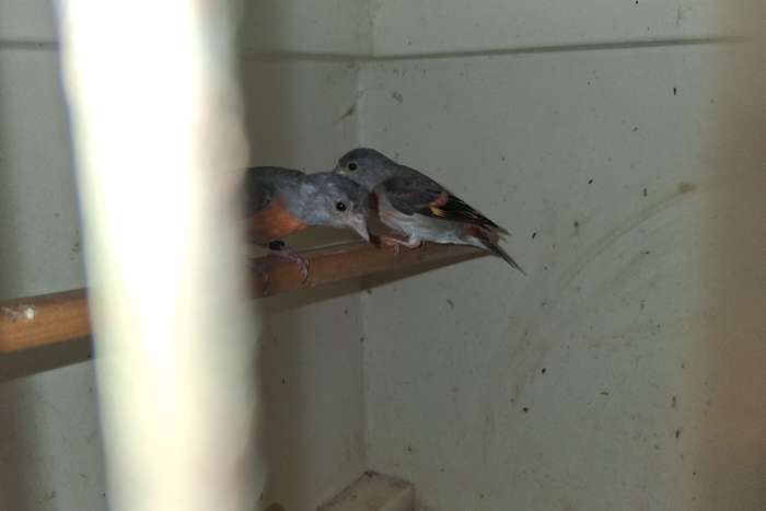 koppel kapoetsensijzen