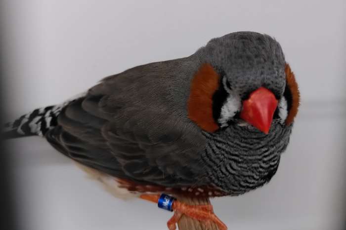 aangeboden: 1 grijze zebravink man split voor zwartwang .