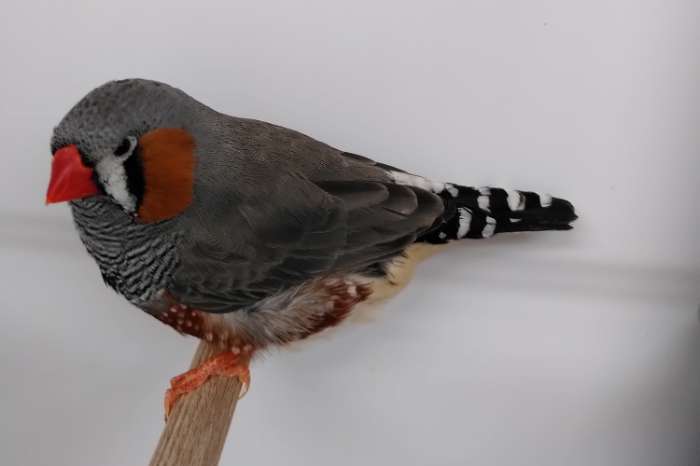 aangeboden: 1 grijze zebravink man split voor zwartwang .