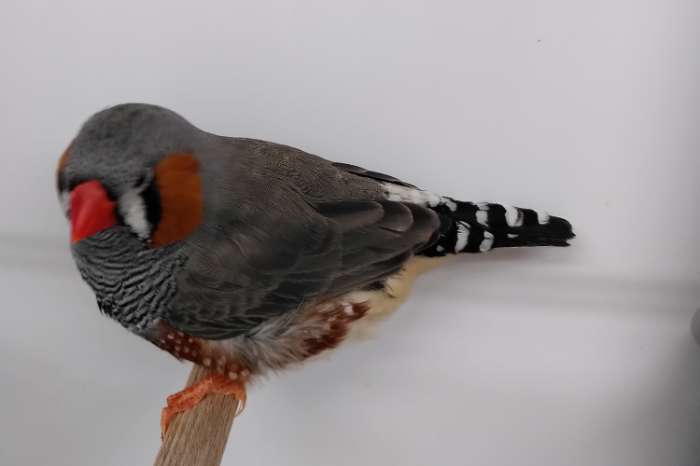 aangeboden: 1 grijze zebravink man split voor zwartwang .