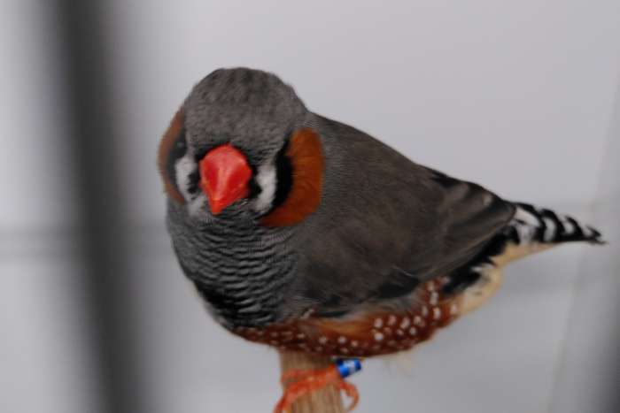 aangeboden: 1 grijze zebravink man split voor zwartwang .