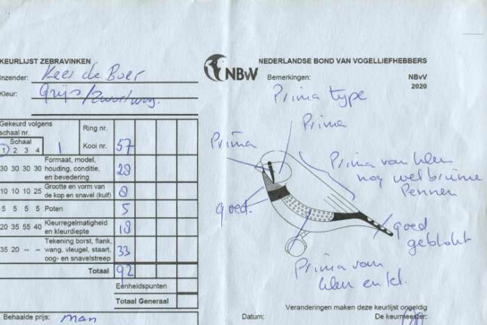 aangeboden: 1 grijze zebravink man split voor zwartwang .