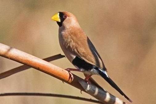 gezocht: diverse koppels tropen