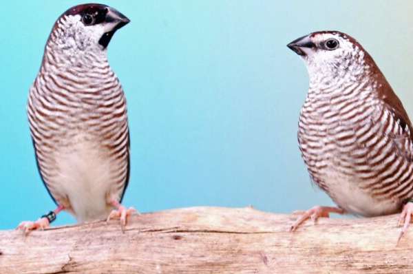 gezocht: diverse koppels tropen