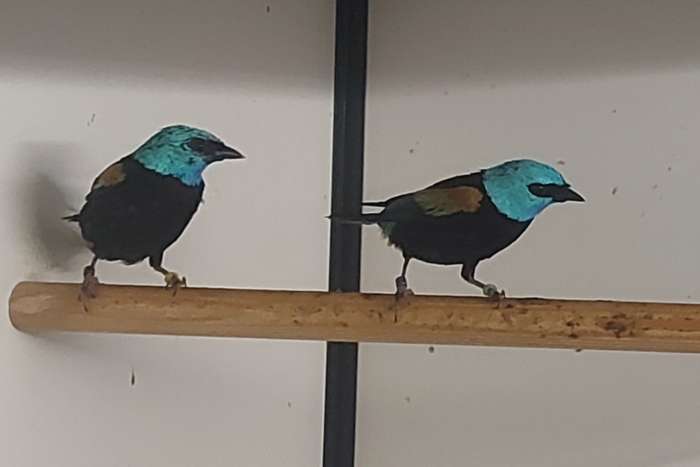 koppel azuurkoptangara's