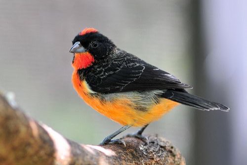 1-2 purper kroonvink (rhodospingus cruentus)