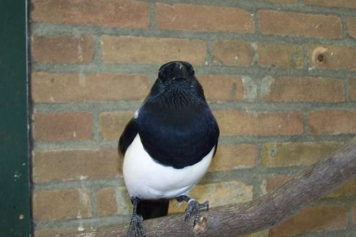 te koop een europese  ekster