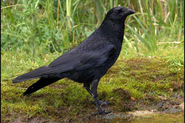 te koop een mooi kraai van 2023