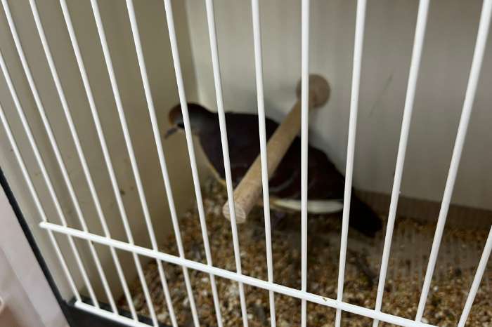 bonte grondborstgrondduif