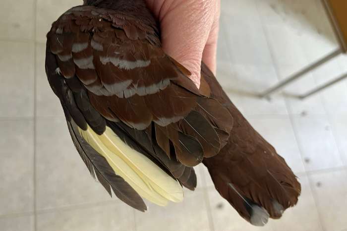 bonte grondborstgrondduif