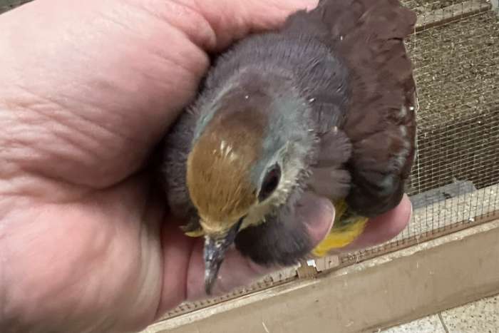 bonte grondborstgrondduif