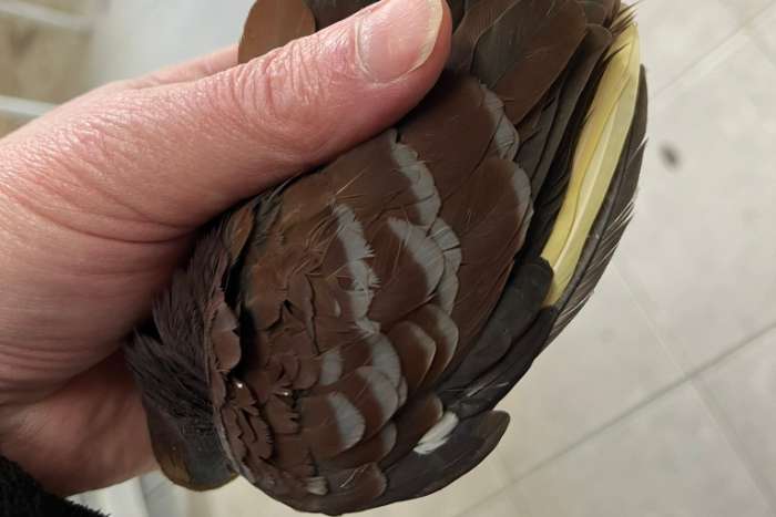 bonte grondborstgrondduif