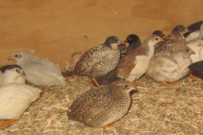 jonge chinese dwergkwartels