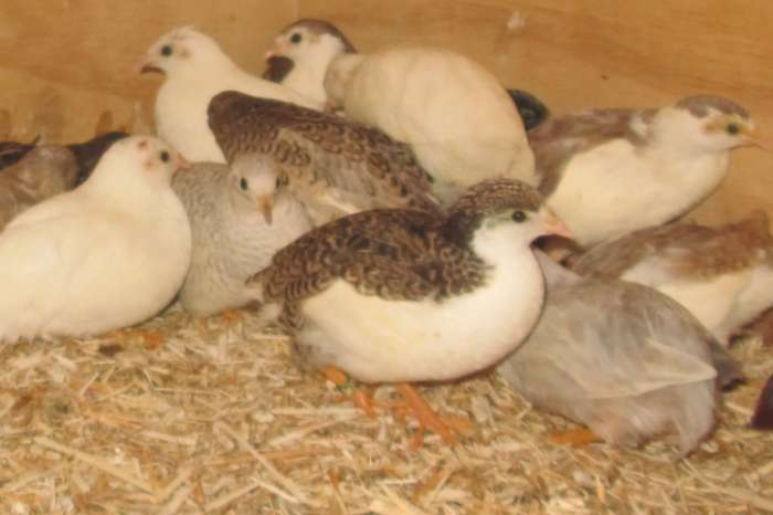 jonge chinese dwergkwartels