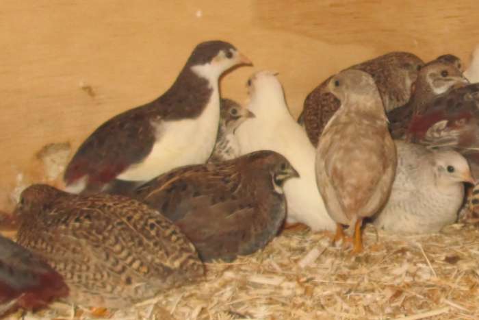 jonge chinese dwergkwartels