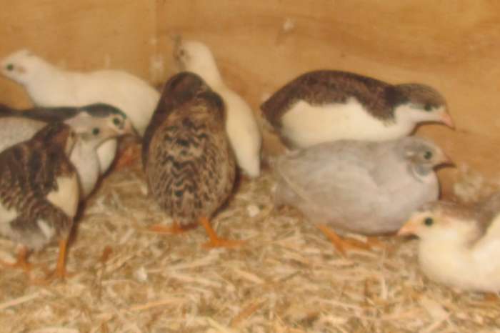 jonge chinese dwergkwartels