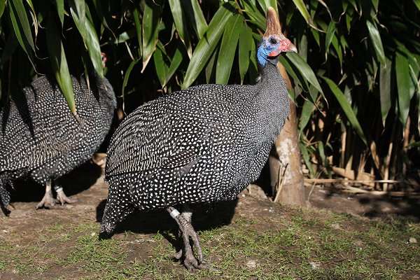2-0 helmparelhoen (numida meleagris reichenowi)