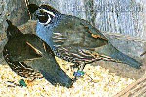 californie kuifkwartels