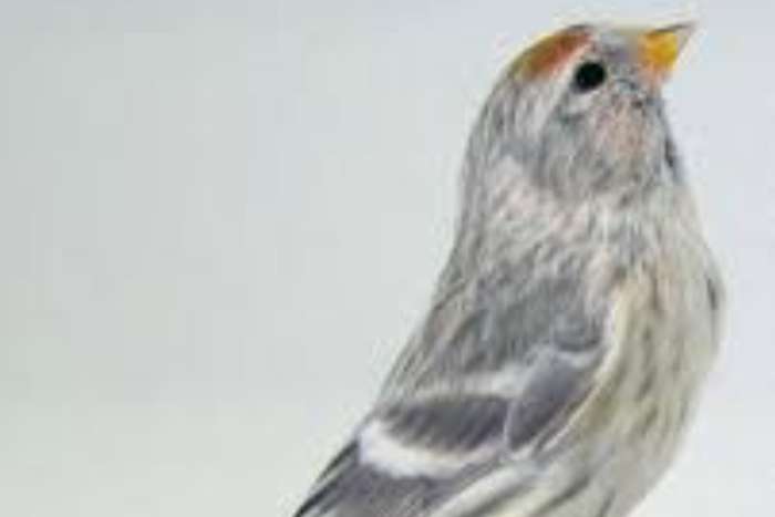 noordse barmsijs pop