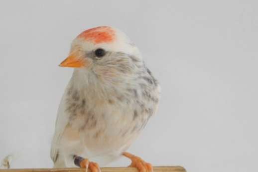 noordse barmsijs pop