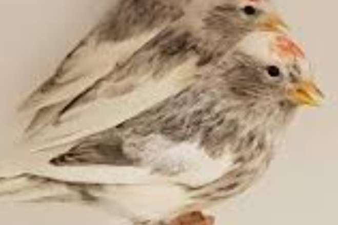 noordse barmsijs pop