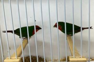 roodkoppapegaaiamadine