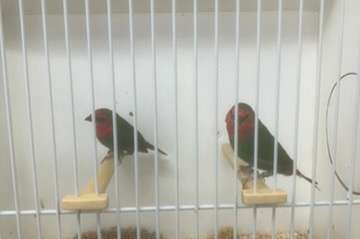 roodkoppapegaaiamadine