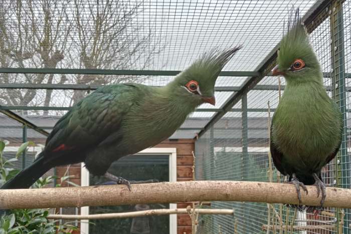 1-1 schalowi toerako's