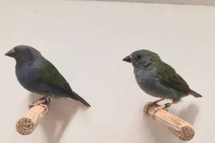 verschillende tropische vogels