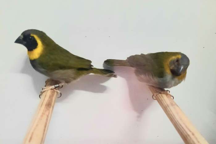 verschillende tropische vogels